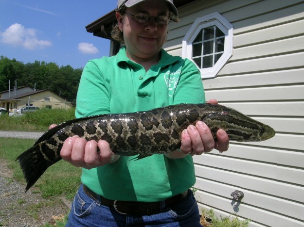 Former Huntley Meadows Park staff member Danielle McCallum holds a 17” Northern snakehead caught while electro-fishing Dogue Creek in 2008. This was the first snakehead caught in the park.