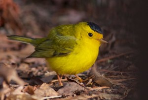 The bright orange patch above Mr. Wilson's beak caused quite a stir.