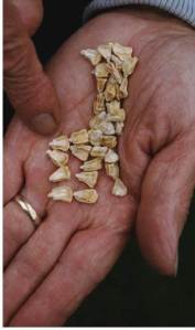 Are you saving your seeds? Photo by Kathy Jentz. 