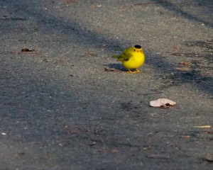 Thanks for stopping by, Mr. Wilson.