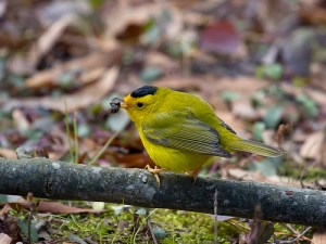 Wilson's Warbler by Dave Boltz