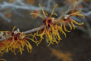Jelena's colorful blooms and subtle fragrance brighten up a winter day.