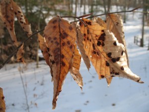 Winter leaves