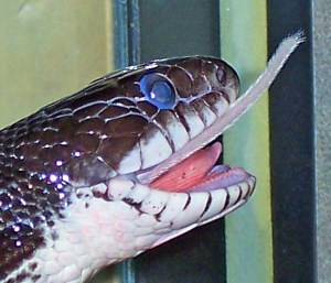 Darling, an eastern rat snake, swallows a mouse. 