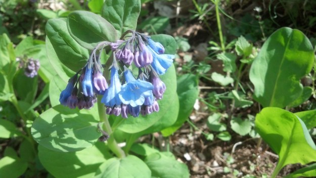 The Virginia bluebells are in full bloom. 