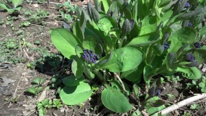 Deep purple buds are beginning to flower.