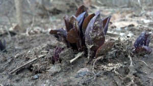 Virginia bluebells poke through the sandy soil.