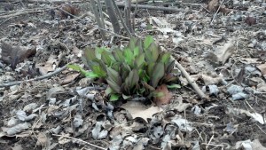 The purplish leaves of Virginia bluebells are turning green.