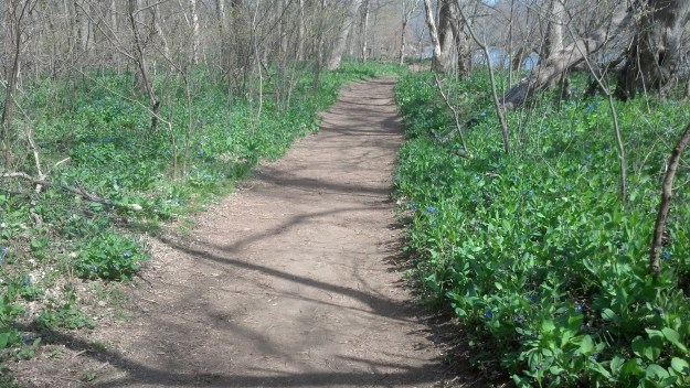 Come enjoy the trails lined with Virginia bluebells.