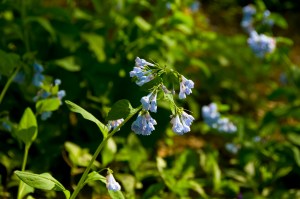 Virginia Bluebells