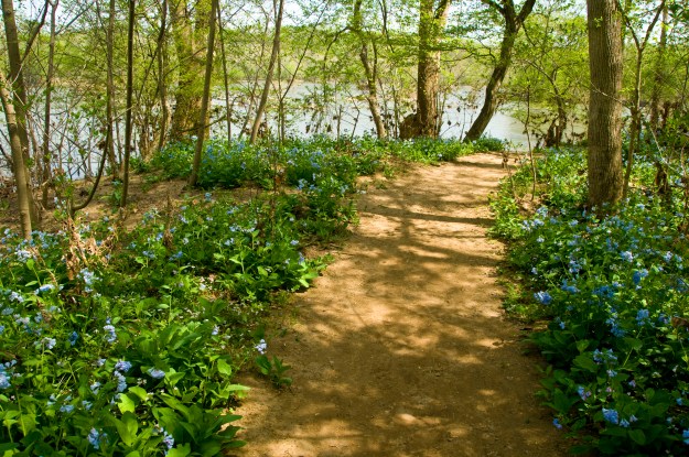 Bluebells spread like a carpet of blue at Riverbend Park. 