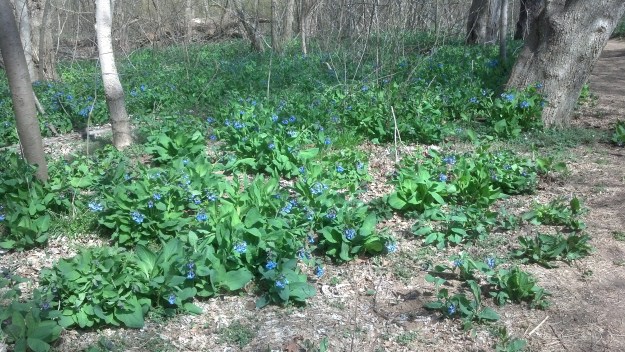We've finally reached the peak time to view the Virginia bluebells at Riverbend Park.