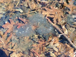 Female wood frogs can lay over 1,000 eggs.