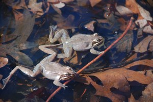 Wood Frogs in the Pond