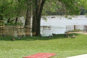 The Canada Geese hardly seem to mind the rising water in the picnic area near the kayak racks.