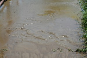 Tracks of snakes in the mud show evidence of those that evacuated early.