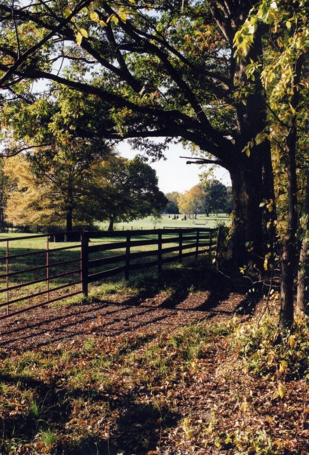 The forest provides habitat for a variety of birds and animals. 