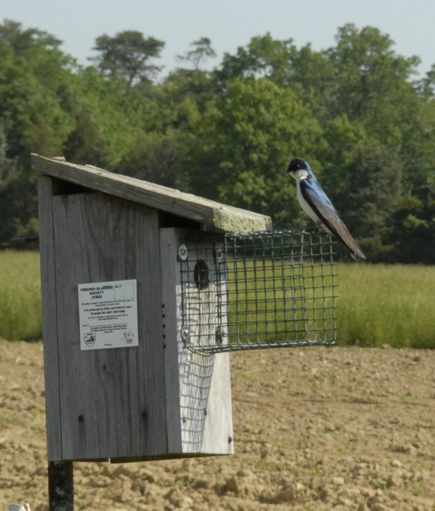 A tree swallow rests on a bluebird nesting box at Frying Pan Farm Park.