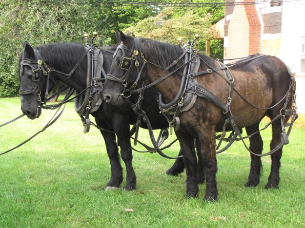 Percheron draft horses