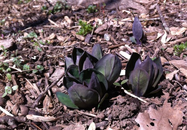 Virginia bluebells push through the floodplain at Riverbend Park.