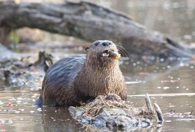 Observant hikers may spot a river otter in the wetland. Photo by Ed Eider.