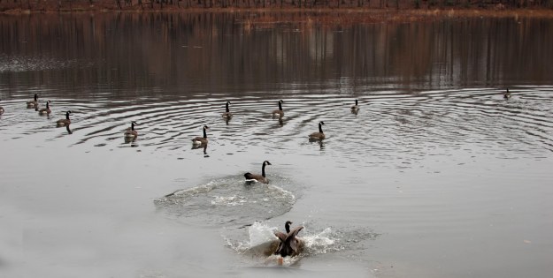 Wildlife is returning to Huntsman Lake.