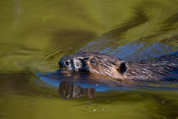 Beaver. Photo by Curtis Gibbens.