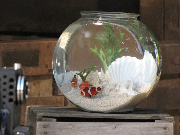 Charlie the clownfish