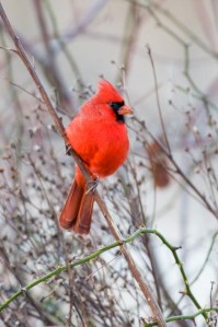 Northern cardinal. Photo by Curtis Gibbens.