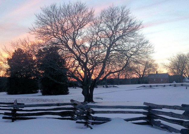 Red mulberry at sunset