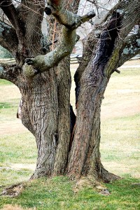 The Split red mulberry