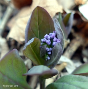 Within days the first flower buds can be seen