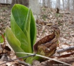 Skunk cabbage leaves appear next to the withering spathe