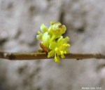 Northern spicebush