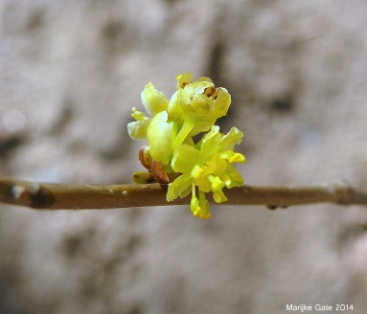 Northern spicebush