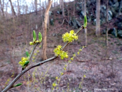 Northern spicebush