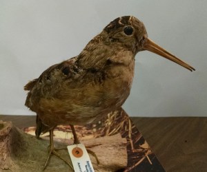 woodcock