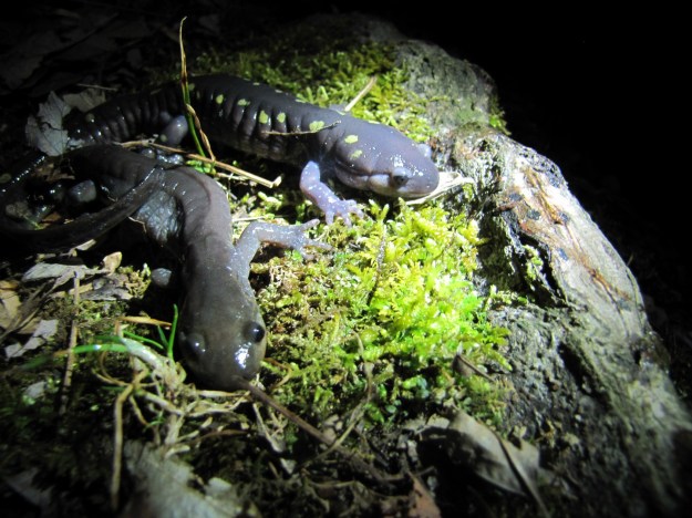 salamanders