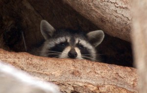 Edit-Racoon 059-a