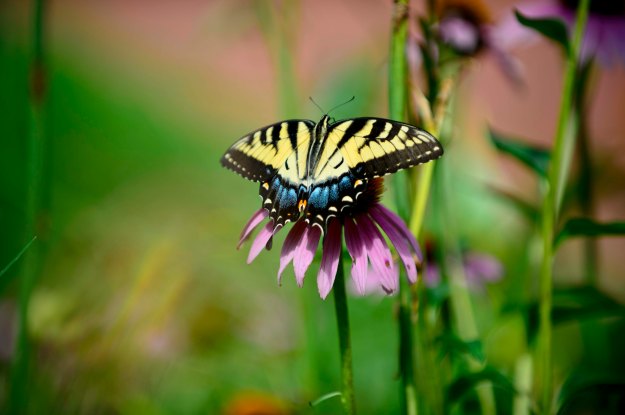 Butterfly_072313_0172