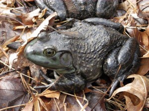 Bullfrog