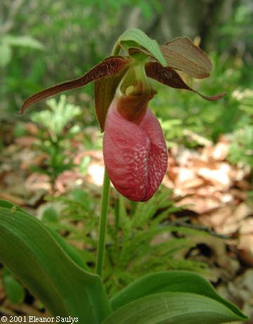 pink ladys slipper