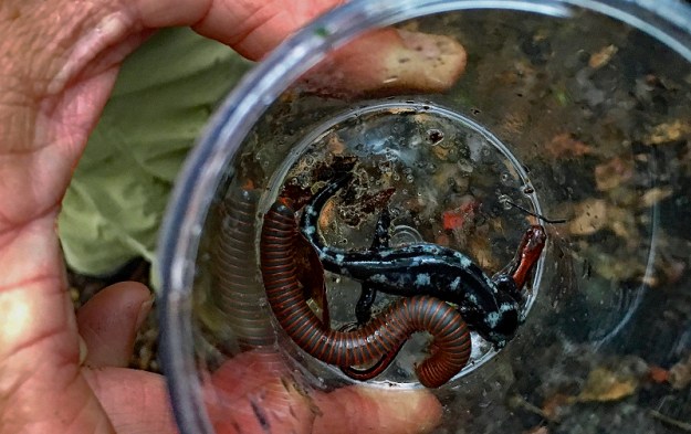 huntleymeadowcritters