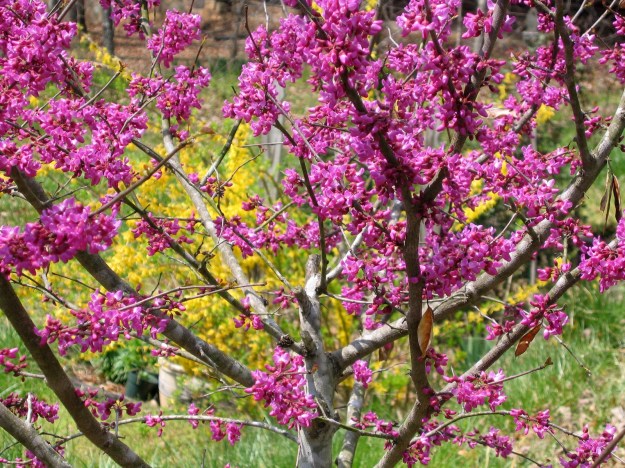 redbudforsythia