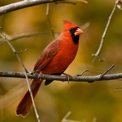Blog-Cardinal