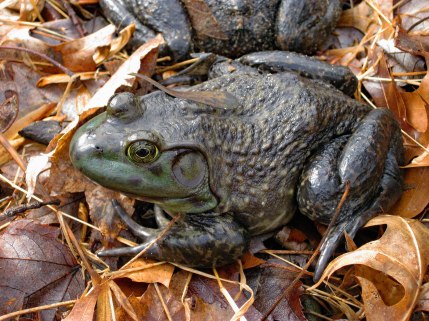 Blog edit-Bull frog