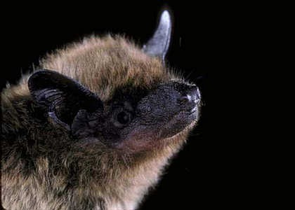 Evening Bat