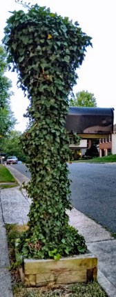 English Ivy 2, Mail Post