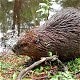 Beaver