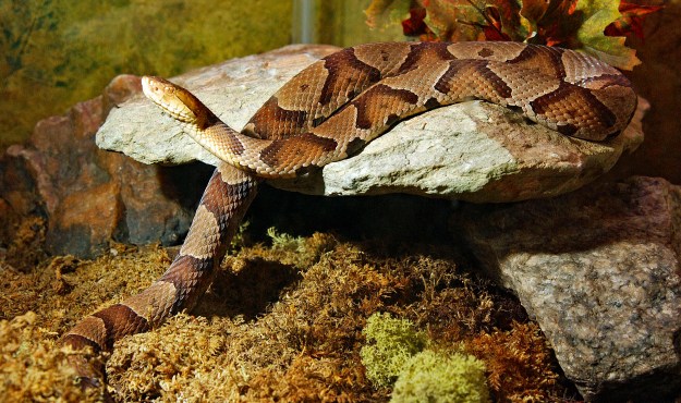Northern copperhead